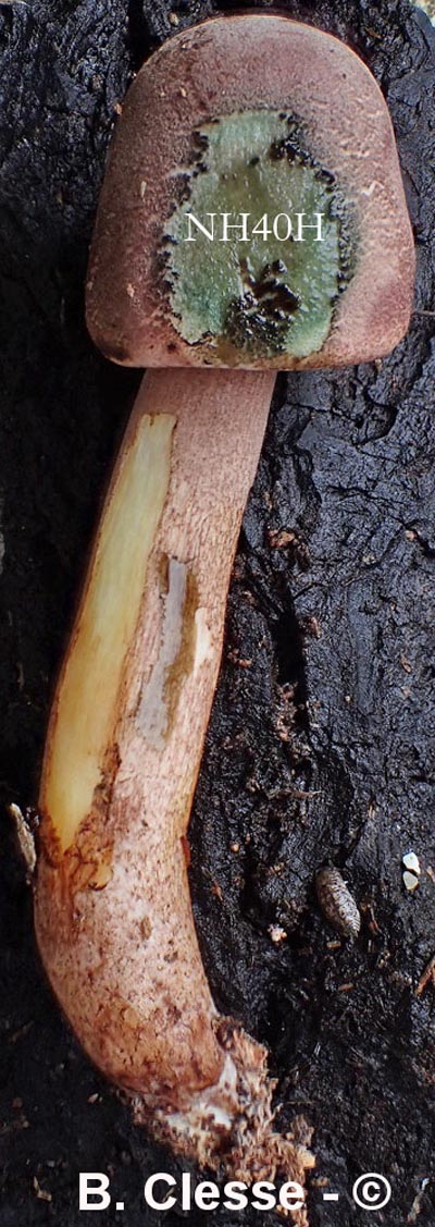 Leucoagaricus americanus