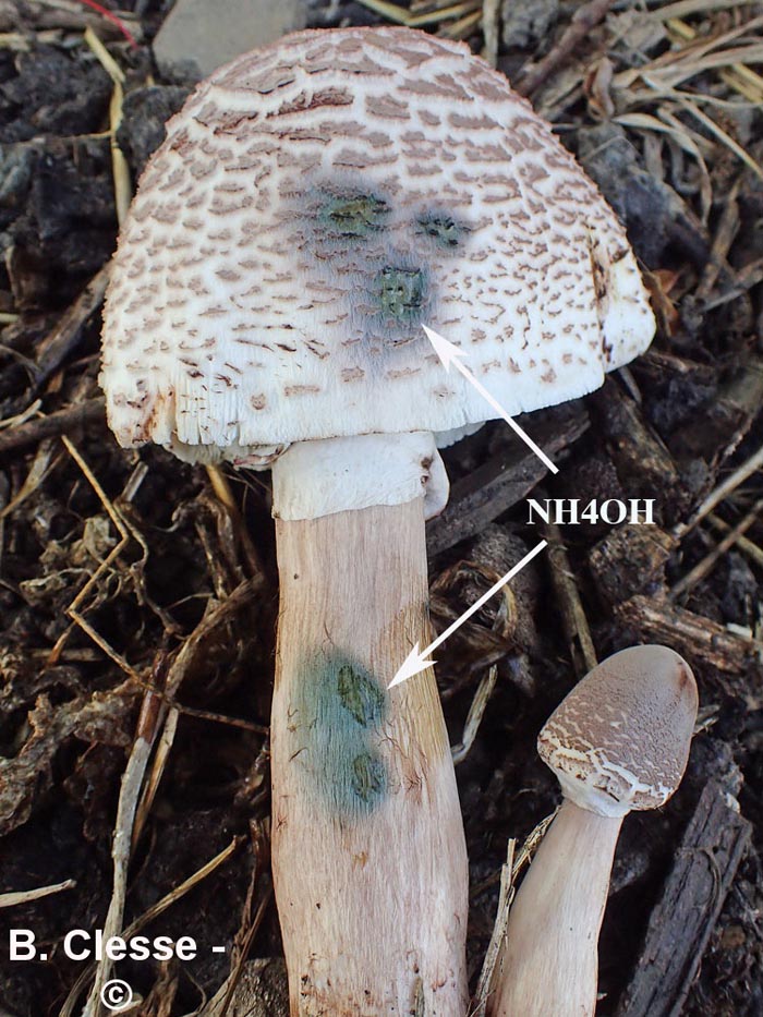 Leucoagaricus americanus