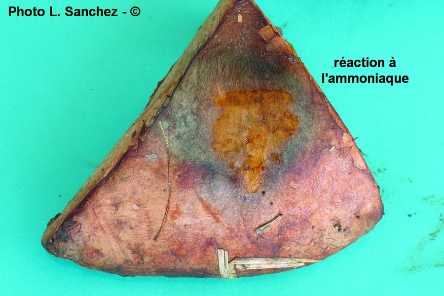 Paxillus ammoniavirescens