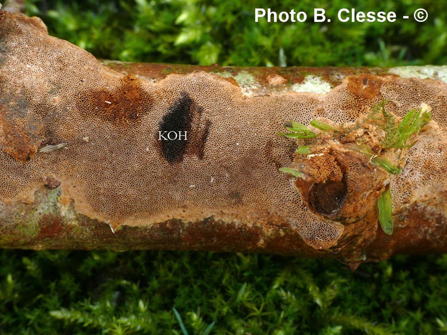 Phellinus ferreus