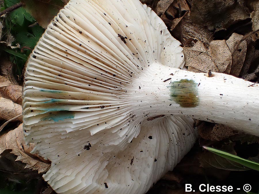 Russula aeruginea