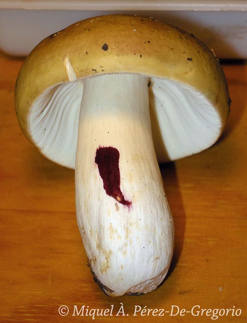 Russula alutacea