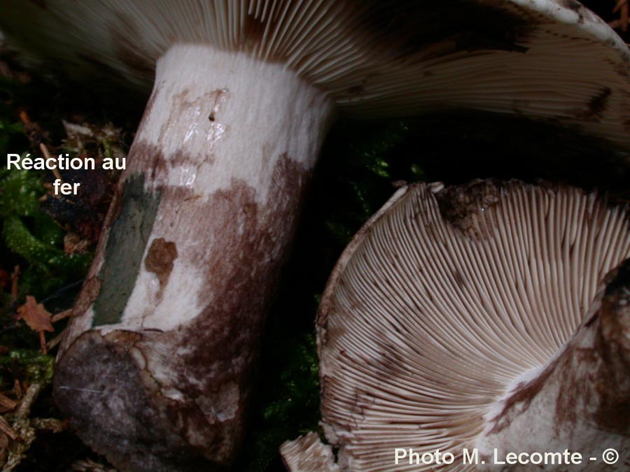 Russula anthracina