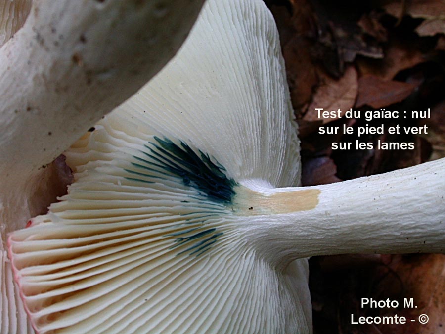 Russula aurora