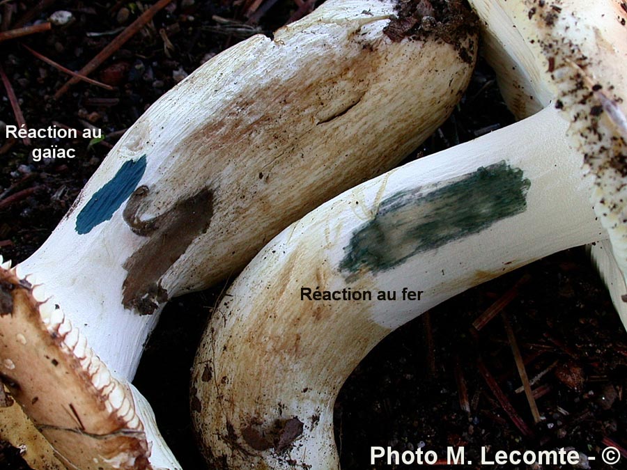 Russula cicatricata var. fusca