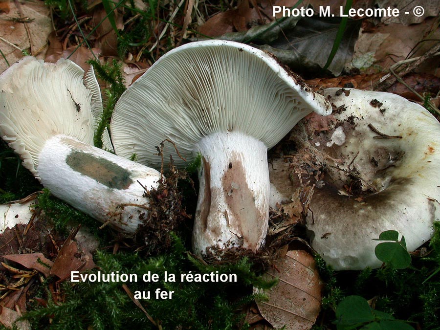 Russula densifolia