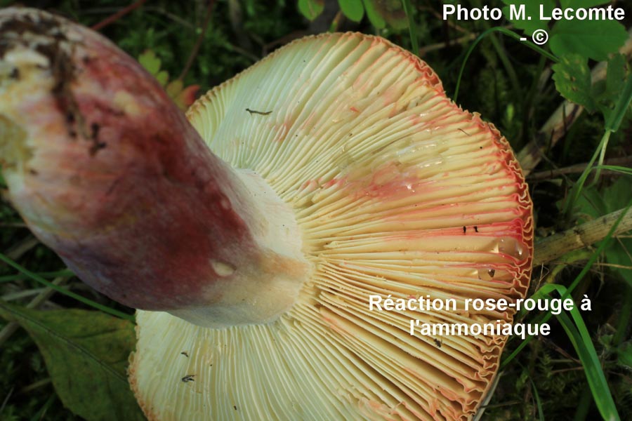 Russula drimeia (Russula sardonia)