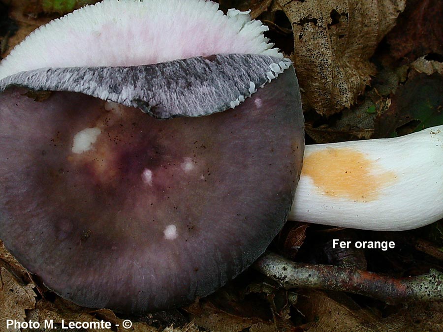 Russula grisea