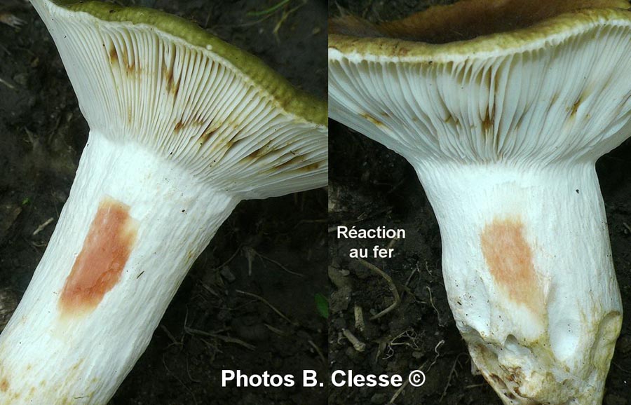 Russula heterophylla f. adusta