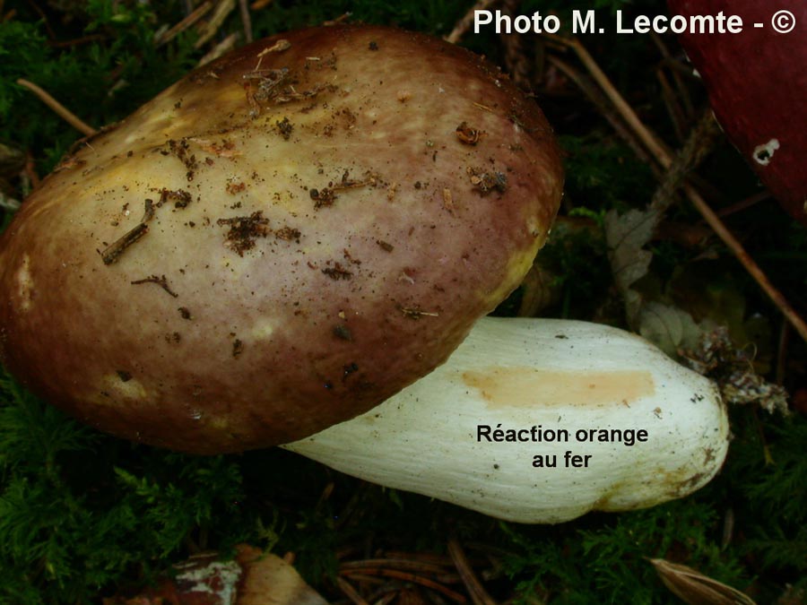 Russula integra