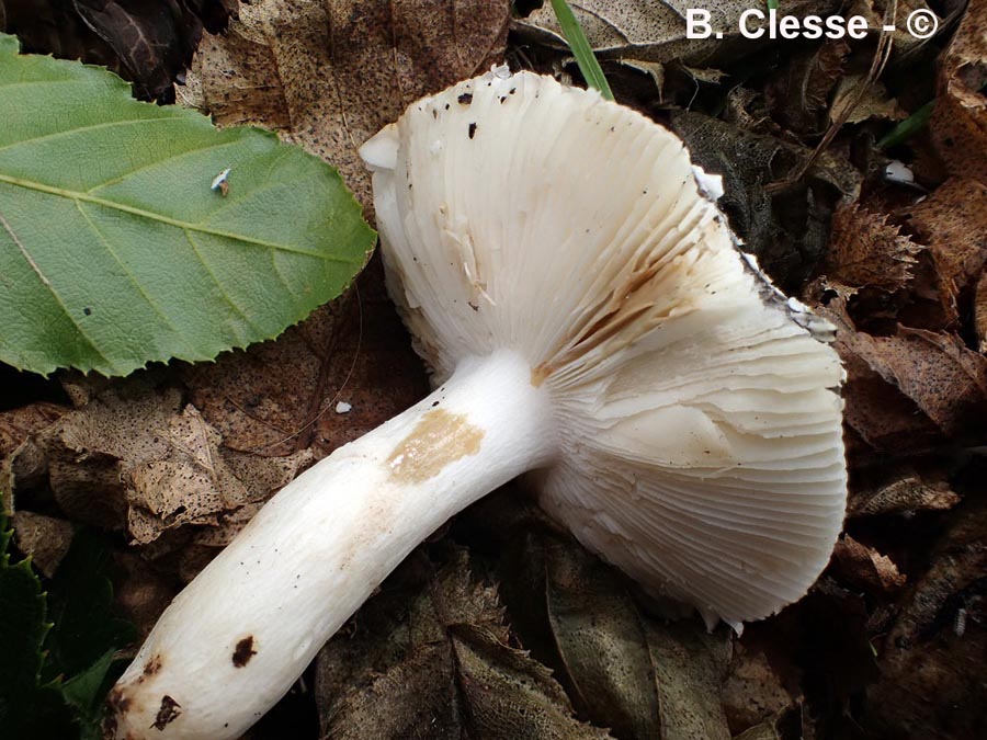 Russula ionochlora