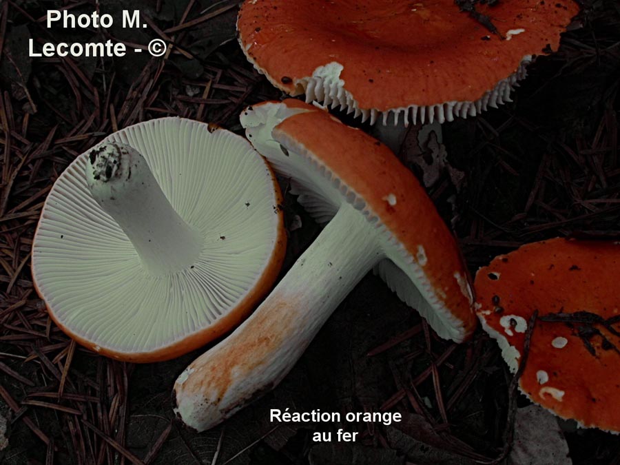 Russula lepida