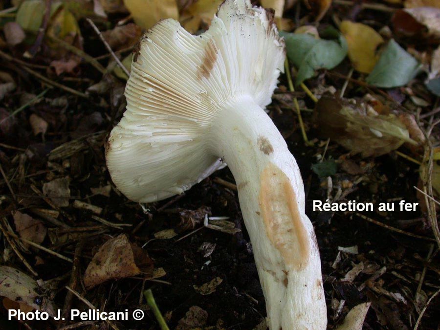 Russula lilacea (J. Pellicani)