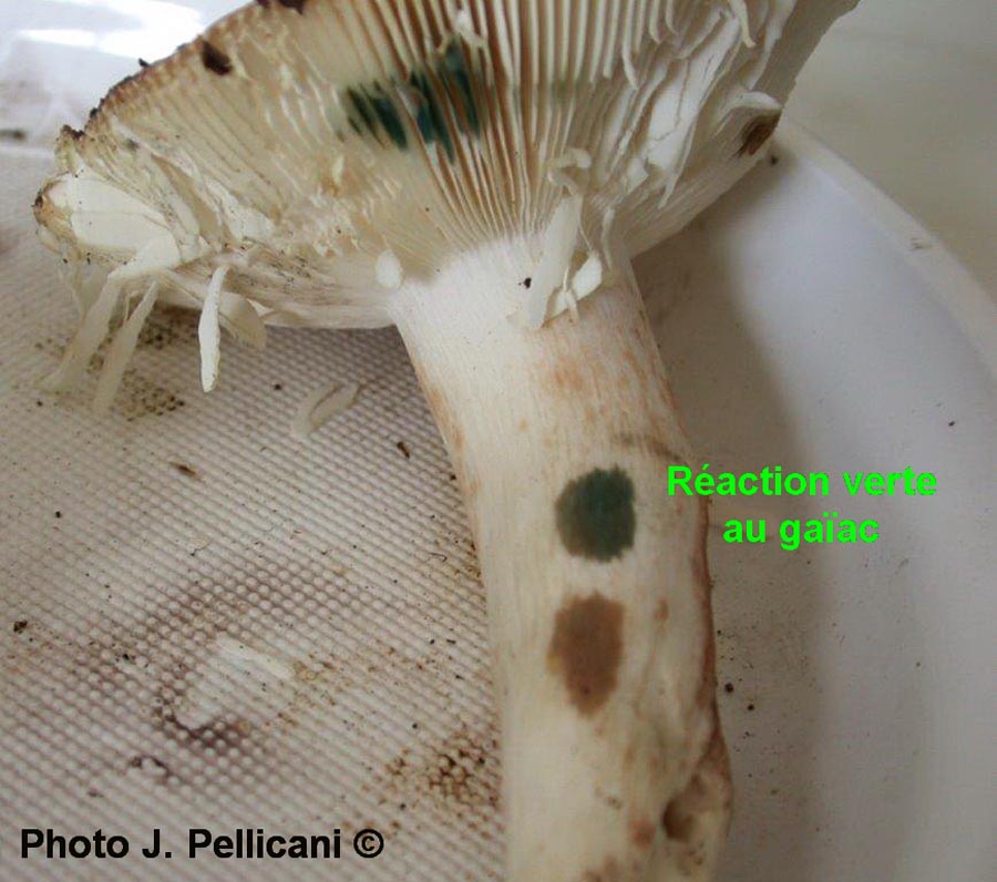 Russula lilacea (J. Pellicani)