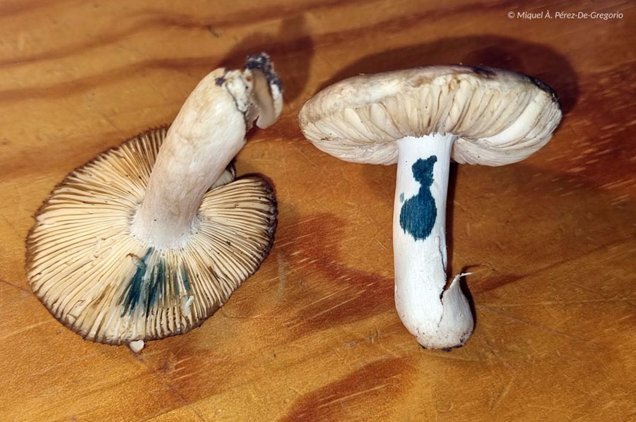 Russula parodorata