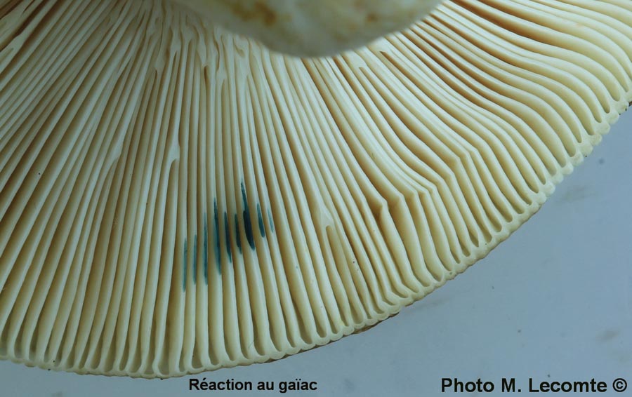 Russula vesca