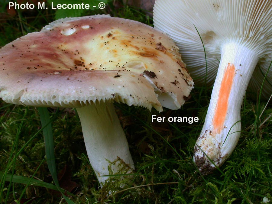 Russula vesca