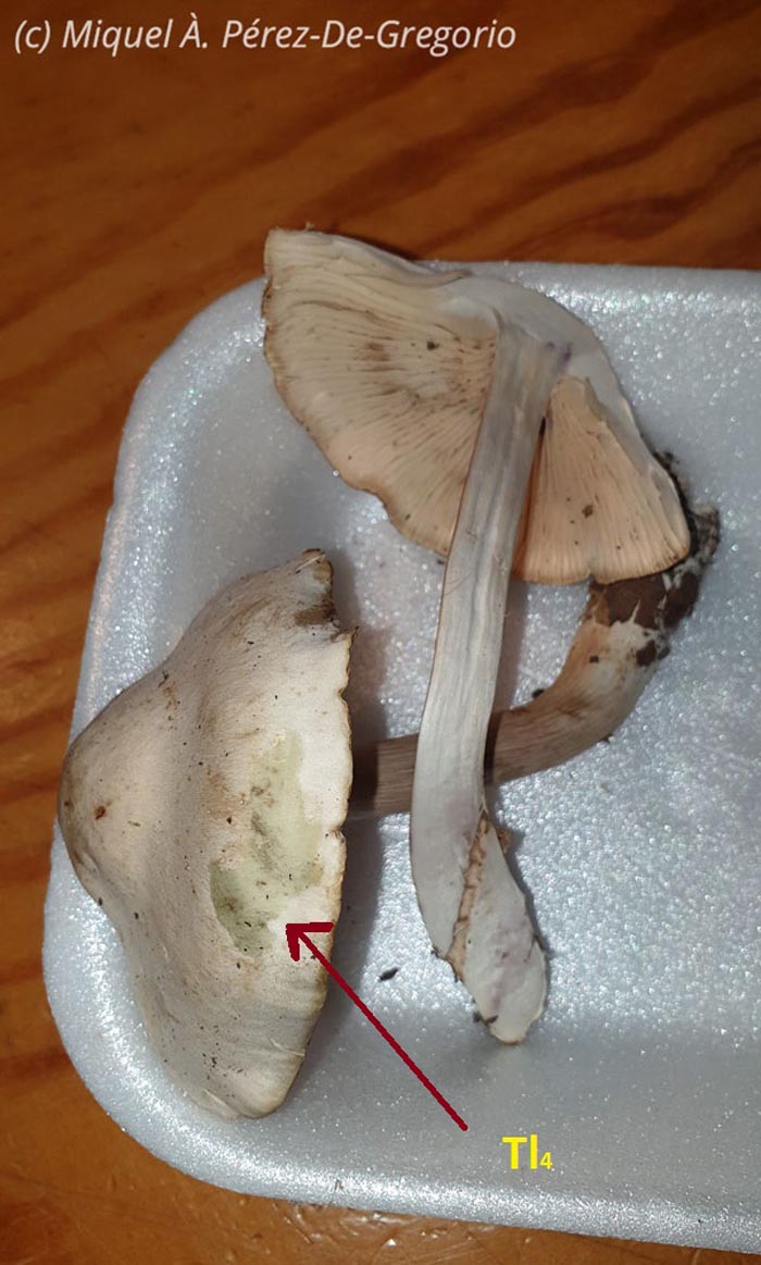 Tricholoma album var. thalliophyllum