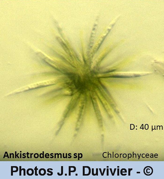 Ankistrodesmus sp.