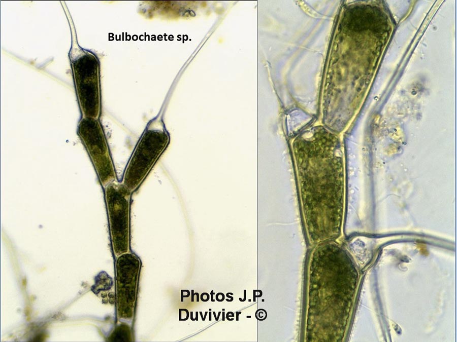 Bulbochaete sp.