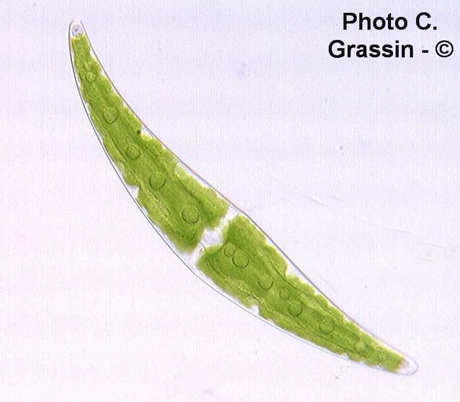 Closterium moniliferum