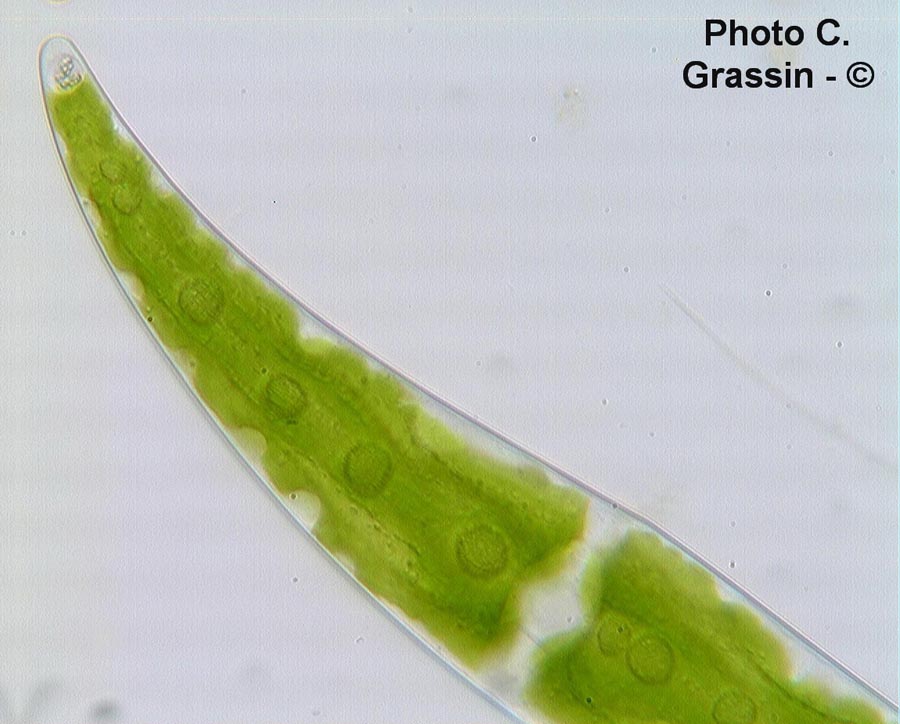 Closterium moniliferum