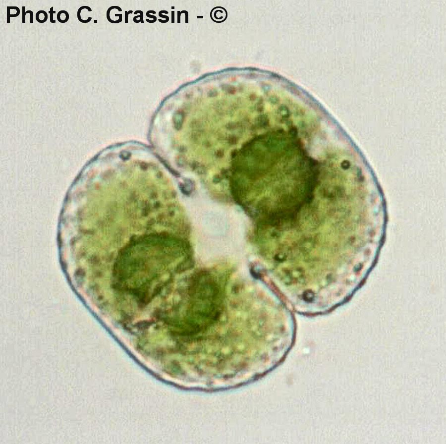 Cosmarium