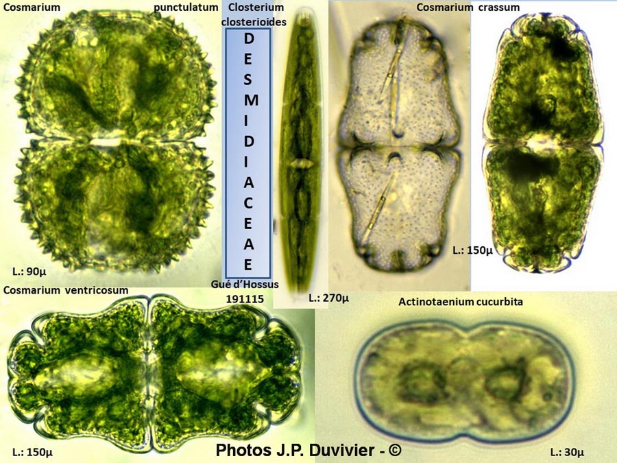 Desmidiaceae