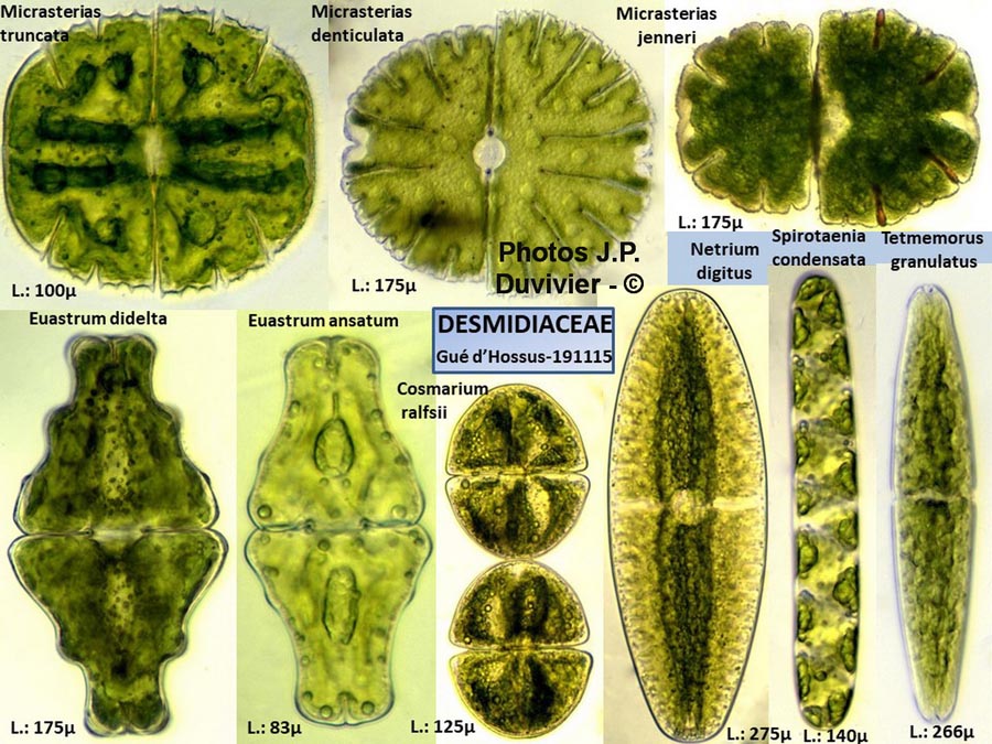 Desmidiaceae