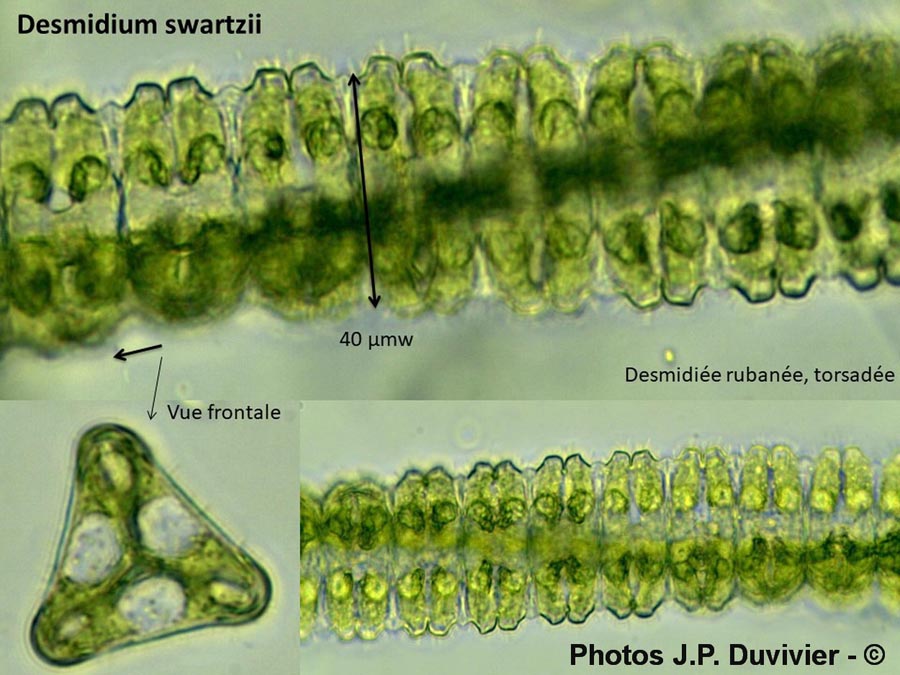 Desmidiaceae (JP. Duvivier)