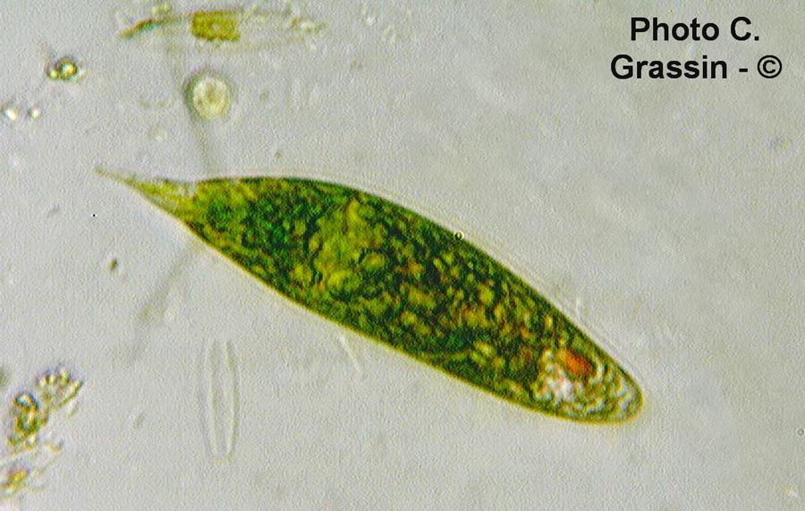 Euglena gracilis