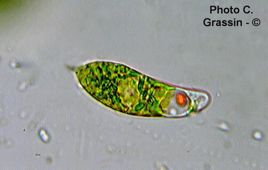 Euglena sp.