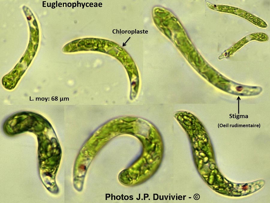 Euglenophyceae