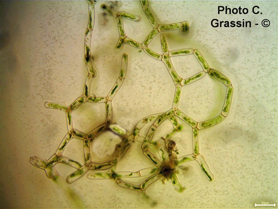 Hydrodictyon