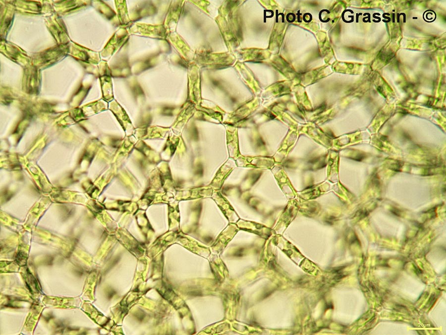 Hydrodictyon