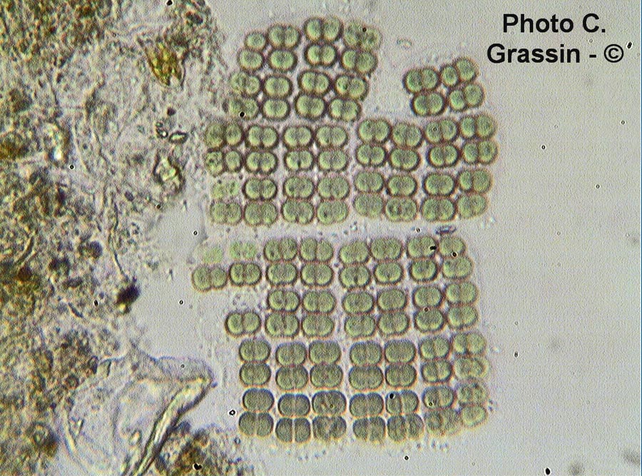 Merismopedia punctata