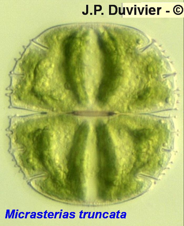 Micrasterias truncata