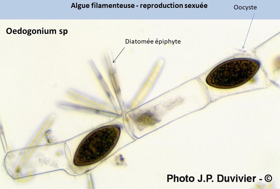 Oedogonium oocyste