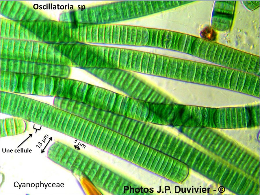 Oscillatoria sp.