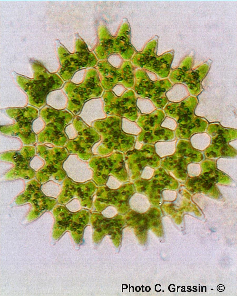 Pediastrum