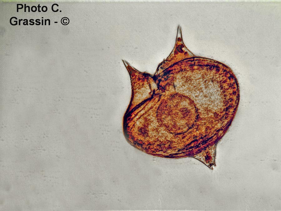 Protoperidinium conicum