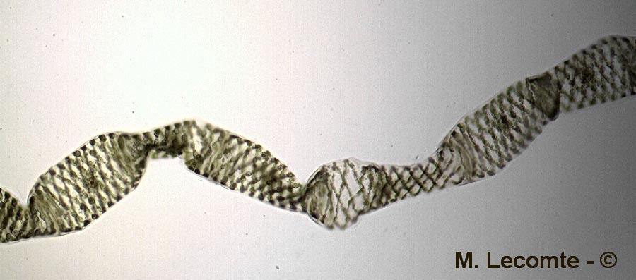 Spirogyra sp.