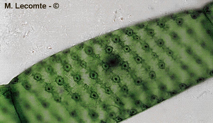 Spirogyra sp.