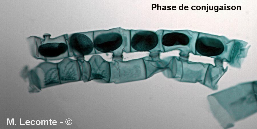 Spirogyra sp.