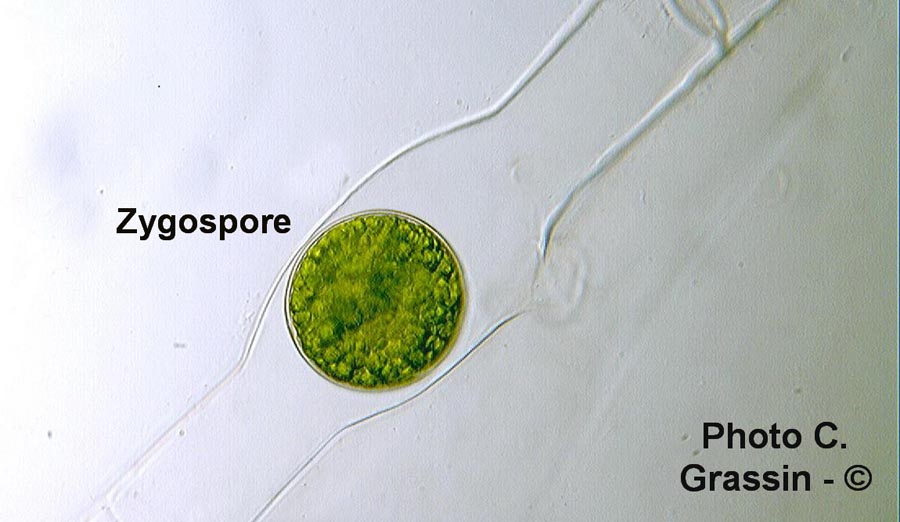 Spirogyra sp.