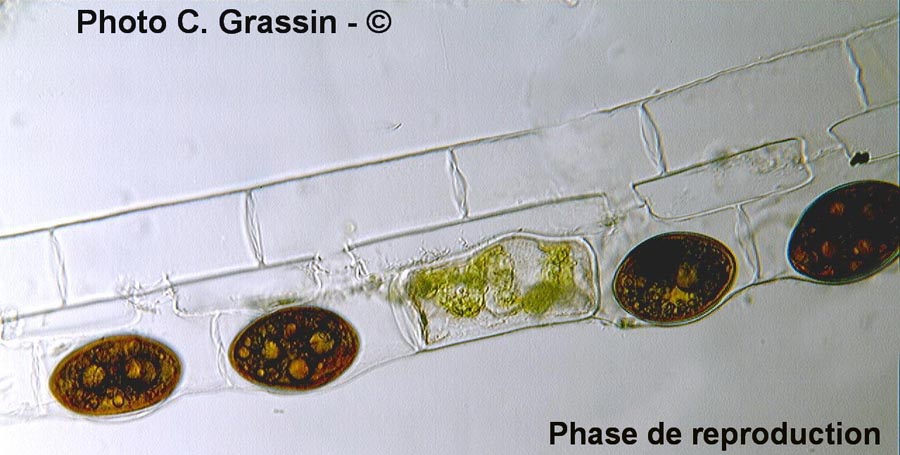 Spirogyra sp.