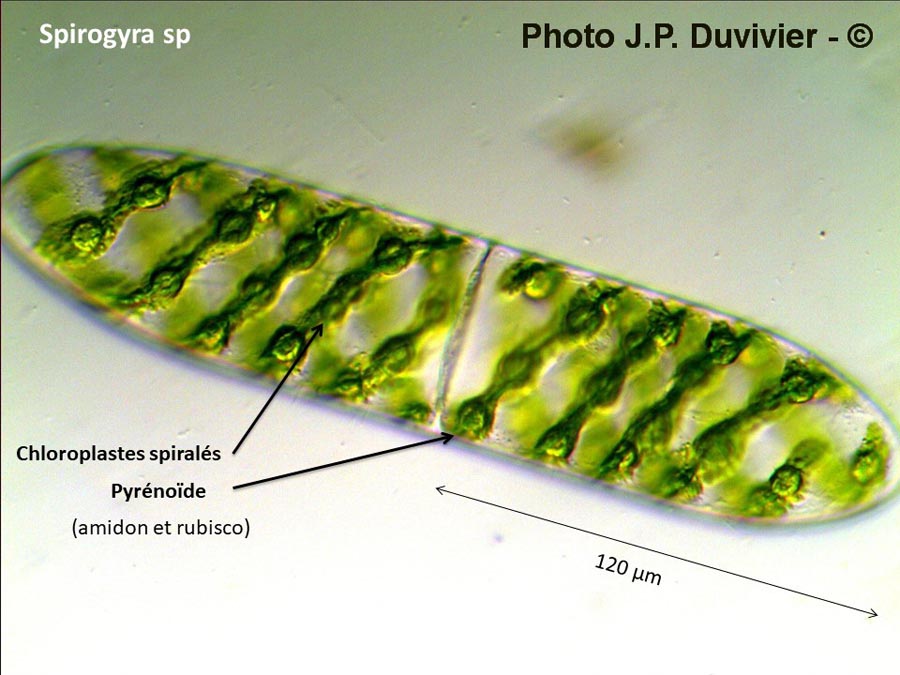 Spirogyra sp.