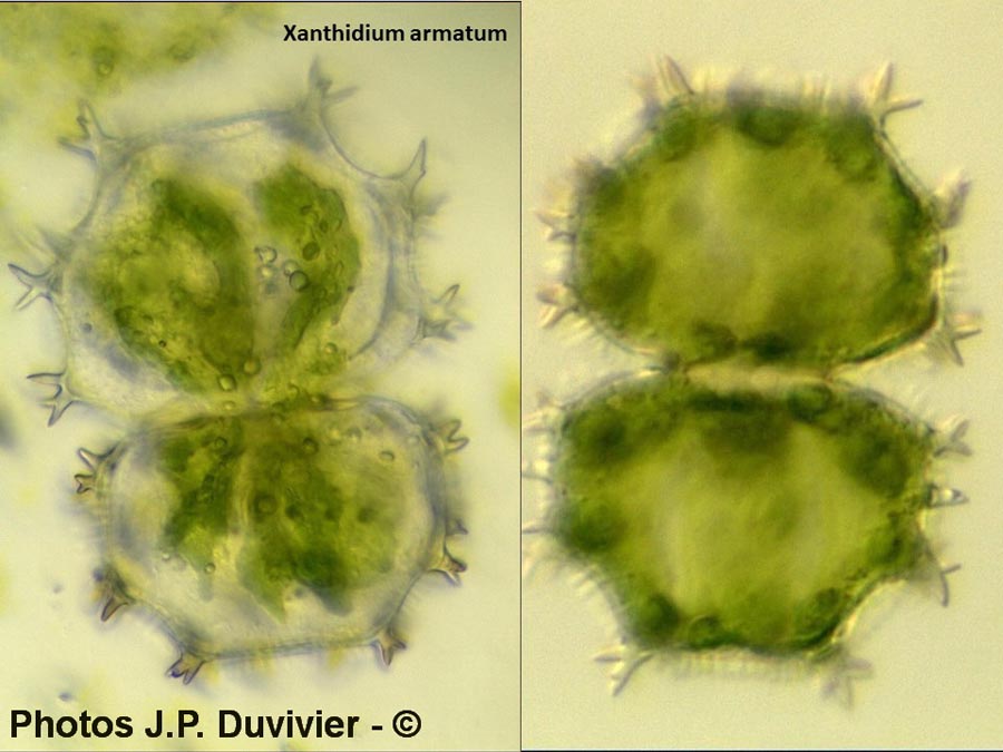 Xanthidium armatum