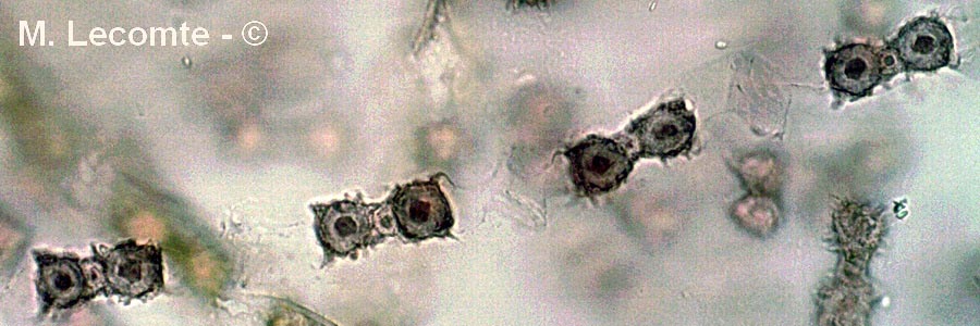 Zygnema sp.