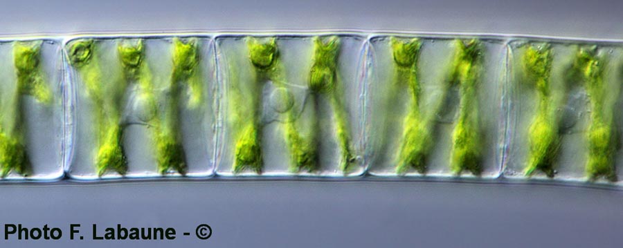 Spirogyra sp.